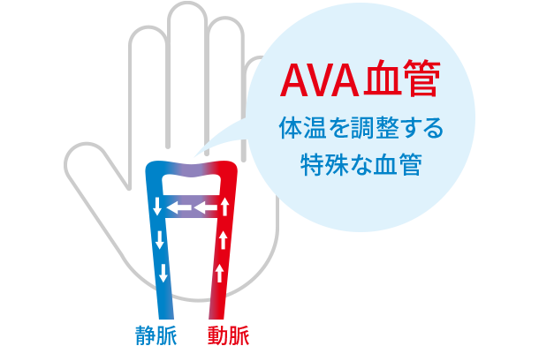 AVA血管とは体温を調整する特殊な血管です。