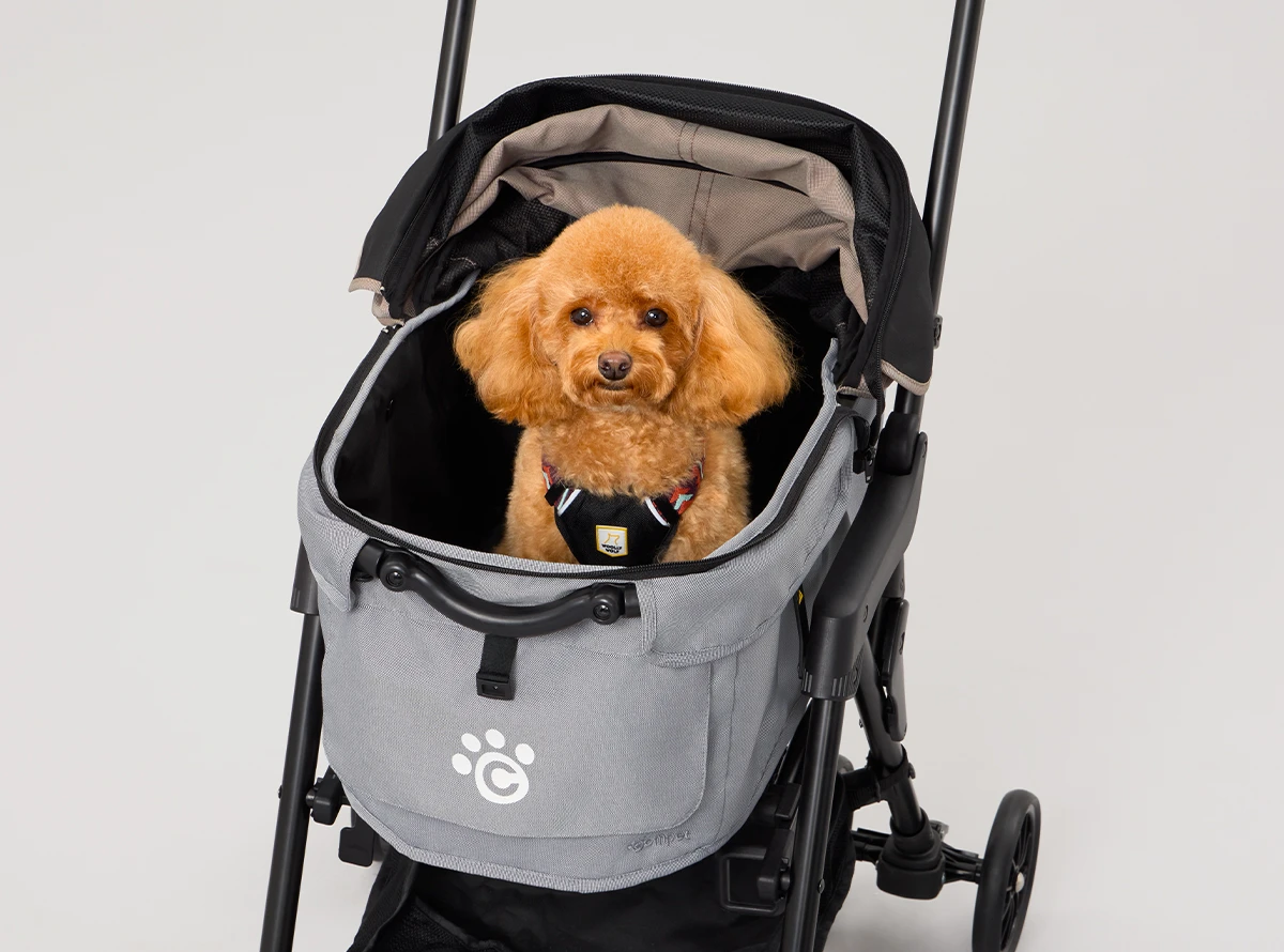 カートに乗ってカメラを見つめる茶色のトイプードル