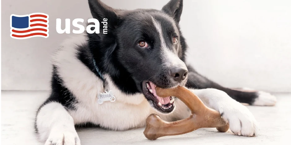 Benebone（ベネボーン）のウィッシュボーンをくわえて噛む黒白の犬（アメリカ製）